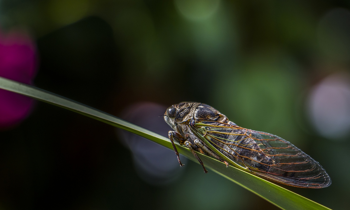 A cicada  Photo: VCG