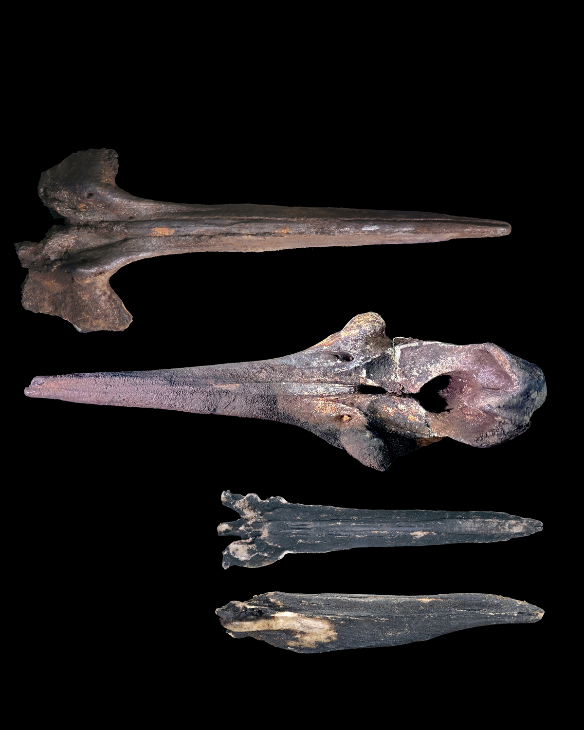 Fossil skulls of three beaked whales recovered from the seafloor at hadal depth of the Diamantina Zone.  Photo: Courtesy of Global TREnD, IDSSE