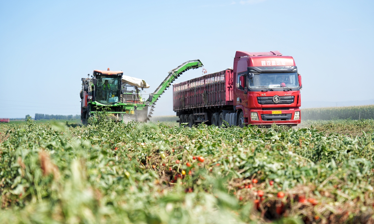 Photo shows a tomato harvester transferring freshly picked tomatoes to a truck during the harvest on August 3, 2026, in Shawan, Xinjiang Uygur Autonomous Region. On the day, Party volunteers from Jingouhe Town, Shawan, assisted local farmers with tomato harvesting in contracted tomato fields. Photo: VCG