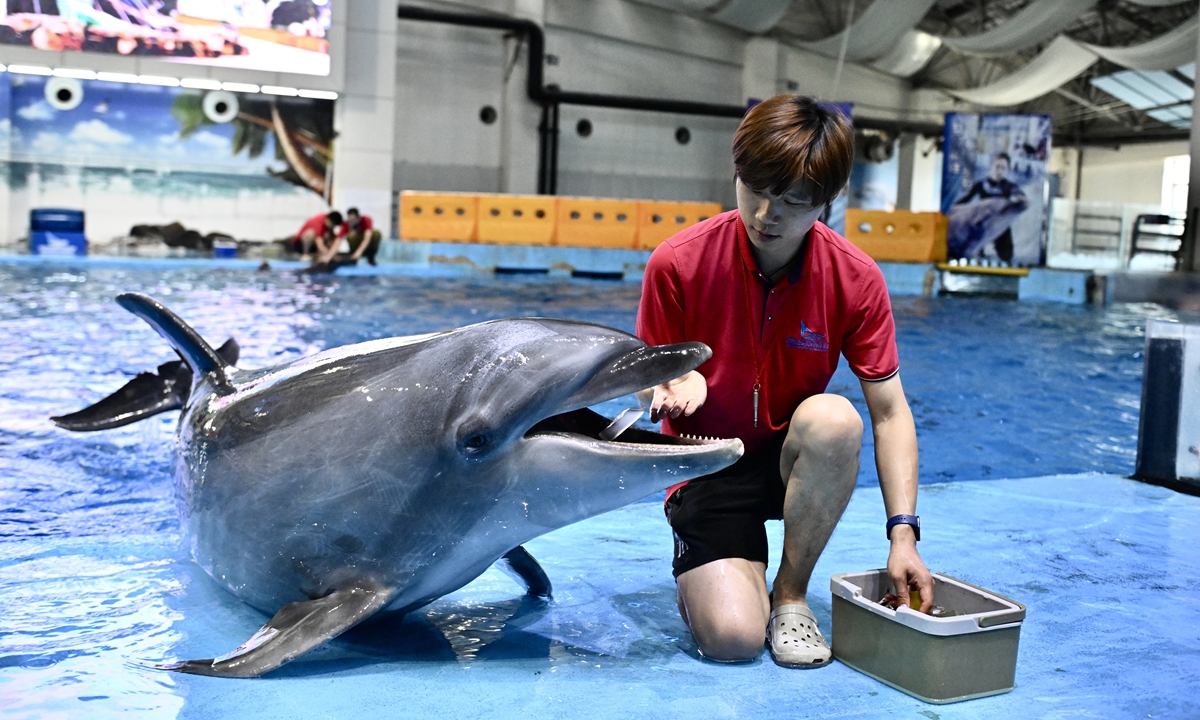 A keeper feeds frozen fish to a dolphin at Hefei Ocean World in Hefei, East China's Anhui Province, on August 3, 2026. The aquarium offers various icy treats and has upgraded cooling systems to help marine animals survive the heatwave as temperatures have reached as high as 37 C these past few days. Photo: VCG