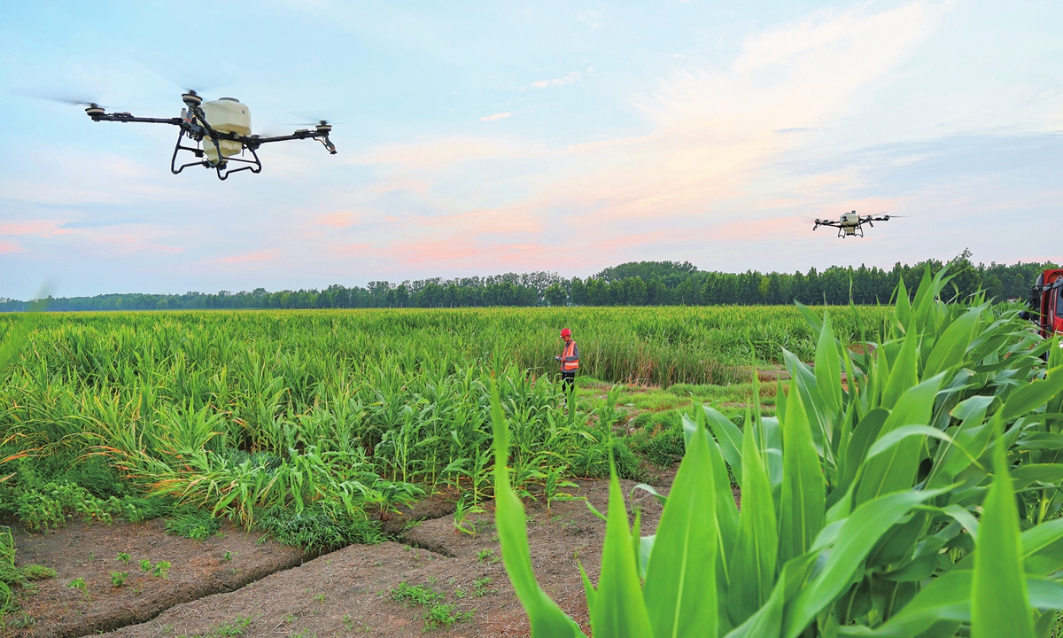 A worker operates two large agricultural drones to spray cornfields for pest and disease control at Gangbu Farm in Lianyungang, East China's Jiangsu Province, on August 5, 2026. Local farmers are using mechanized and high-tech methods to manage autumn crops, including rice, soybeans and corn, helping ensure stable yields and increase grain output. Photo: VCG