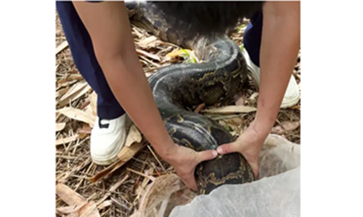 The seized python Photo: Screenshot from media reports
