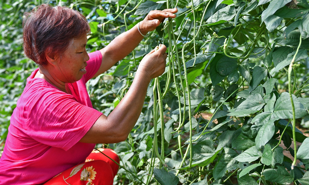 A farmer harvests green beans at a vegetable production base in Yantai, East China's Shandong Province, on August 21, 2024. Photo: VCG
