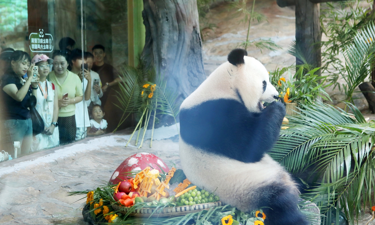 Tourists flock to a zoo in Southwest China's Chongqing Municipality on August 6, 2026, to celebrate giant panda Qinglu's fifth birthday and watch it enjoy specially prepared local treats. Photo: VCG