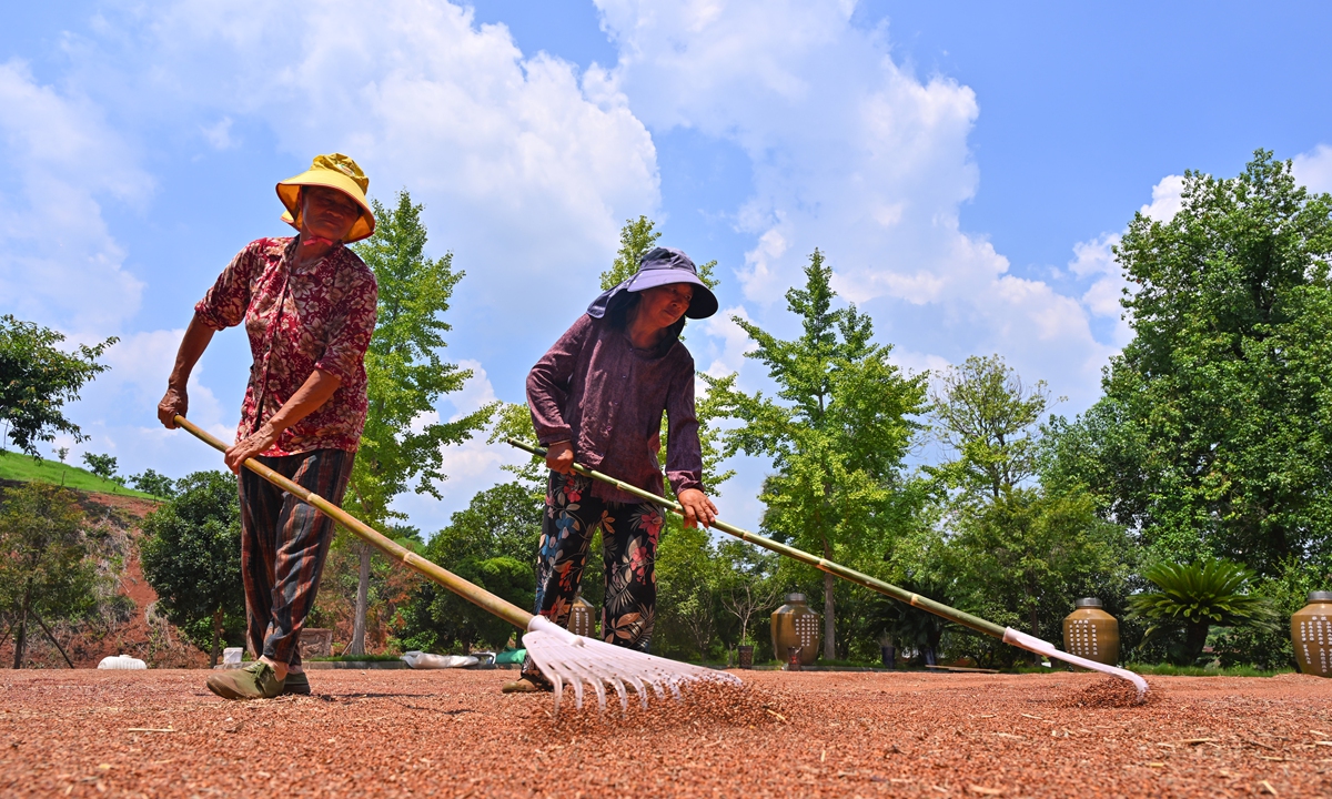 Farmers dry sorghum after a bumper harvest in Meishan, Southwest China's Sichuan Province on August 9, 2026. Local authorities have encouraged farmers to grow peanut and sorghum crops using standardized practices in recent years to boost agricultural efficiency and increase farmers' incomes. Photo: VCG