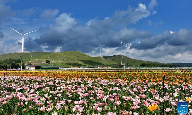 An aerial drone photo taken on Aug. 8, 2026 shows the scenery of a lily plantation base in Guyuan County of Bashang area, north China's Hebei Province. (Xinhua/Yang Shiyao)