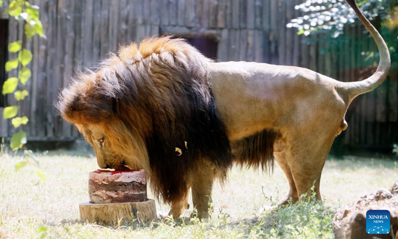 A lion enjoys a birthday cake during an event marking the upcoming World Lion Day at Bucharest Zoo in Bucharest, Romania, Aug. 8, 2026. World Lion Day is observed on Aug. 10 every year to raise people's awareness of lion conservation. (Photo by Cristian Cristel/Xinhua)