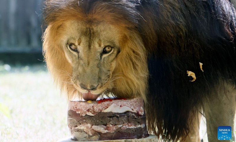 A lion enjoys a birthday cake during an event marking the upcoming World Lion Day at Bucharest Zoo in Bucharest, Romania, Aug. 8, 2026. World Lion Day is observed on Aug. 10 every year to raise people's awareness of lion conservation. (Photo by Cristian Cristel/Xinhua)