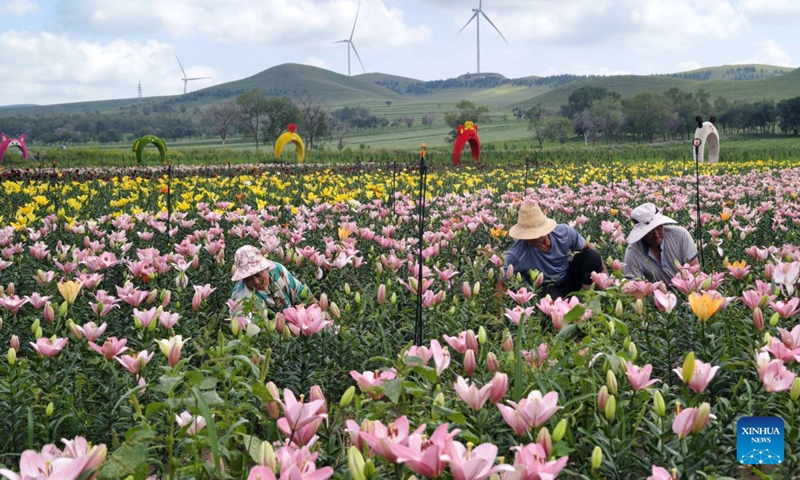 This photo taken with a mobile phone on Aug. 8, 2026 shows farmers working at a lily plantation base in Guyuan County of Bashang area, north China's Hebei Province. (Xinhua/Yang Shiyao)
