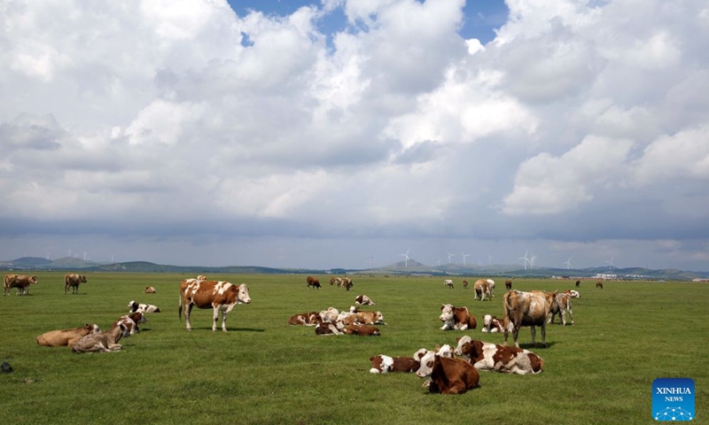 This photo taken with a mobile phone on Aug. 8, 2026 shows the grassland scenery in Guyuan County of Bashang area, north China's Hebei Province. (Xinhua/Yang Shiyao)