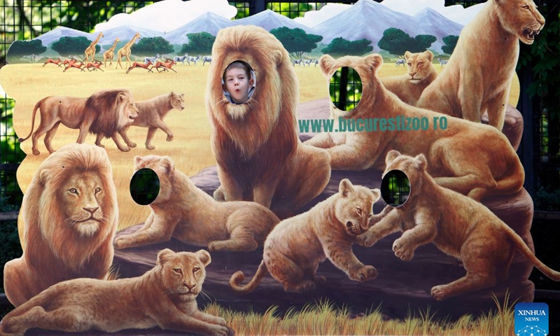A child poses behind a board depicting lions during an event marking the upcoming World Lion Day at Bucharest Zoo in Bucharest, Romania, Aug. 8, 2026. World Lion Day is observed on Aug. 10 every year to raise people's awareness of lion conservation. (Photo by Cristian Cristel/Xinhua)