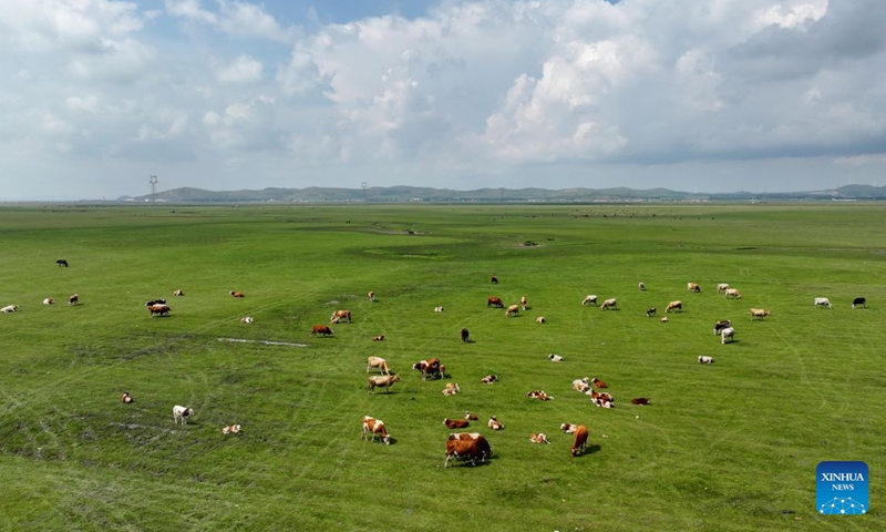 An aerial drone photo taken on Aug. 8, 2026 shows the grassland scenery in Guyuan County of Bashang area, north China's Hebei Province. (Xinhua/Yang Shiyao)