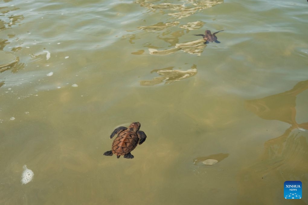Sea turtles swim toward the sea after being released on Small Sister's Island in Singapore, Aug. 14, 2026. Singapore's National Parks Board (NParks) launched a sea turtle conservation program in 2016 and has since implemented a range of conservation measures. (Photo: Xinhua)