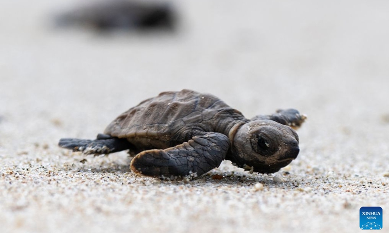 A sea turtle crawls toward the sea after being released on Small Sister's Island in Singapore, Aug. 14, 2026. Singapore's National Parks Board (NParks) launched a sea turtle conservation program in 2016 and has since implemented a range of conservation measures. (Photo: Xinhua)
