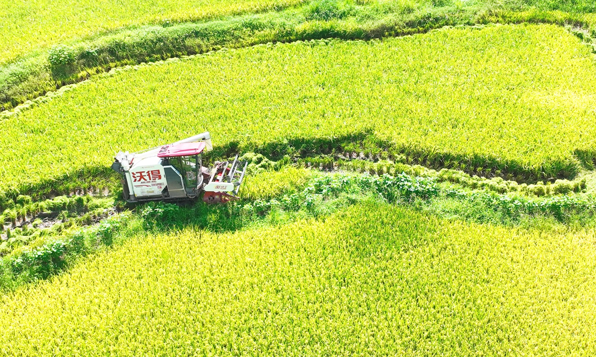 A harvester works in the rice paddies in Wujian township, Yongchuan district, Southwest China's Chongqing Municipality, on August 11, 2026. The township has planted 15,600 mu (1,040 hectares) of rice this year, with more than 90 percent harvested by machinery. Photo: VCG