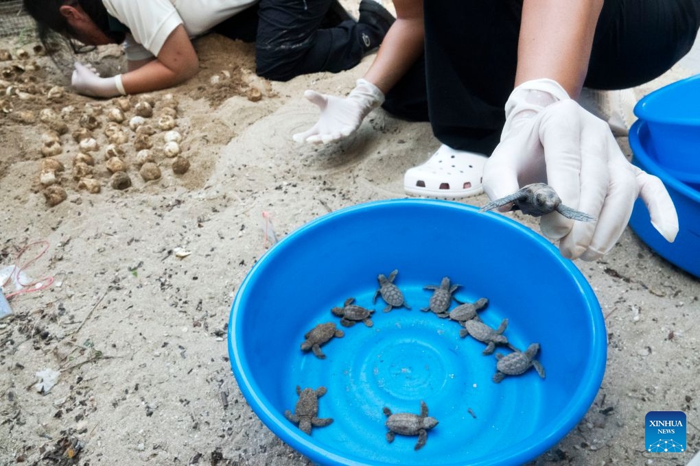 Staff members take sea turtles out of a nest on Small Sister's Island in Singapore, Aug. 14, 2026. Singapore's National Parks Board (NParks) launched a sea turtle conservation program in 2016 and has since implemented a range of conservation measures. (Photo: Xinhua)