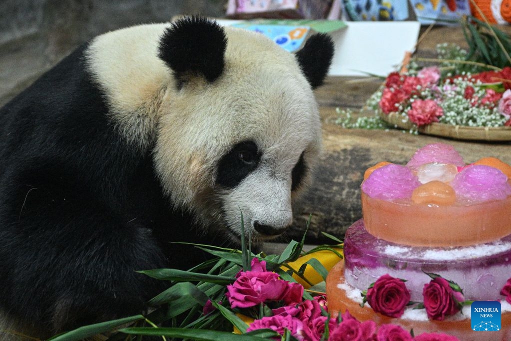Giant panda Gong Gong is pictured during a birthday celebration at Hainan Tropical Wildlife Park and Botanical Garden in Haikou, south China's Hainan Province, Aug. 15, 2026. Hainan Tropical Wildlife Park and Botanical Garden held a 13th birthday celebration for giant panda brothers Gong Gong and Shun Shun on Saturday. They were born in 2013 at the Bifengxia panda base in Ya'an, southwest China's Sichuan Province, and were transferred here in 2018. (Photo: Xinhua)