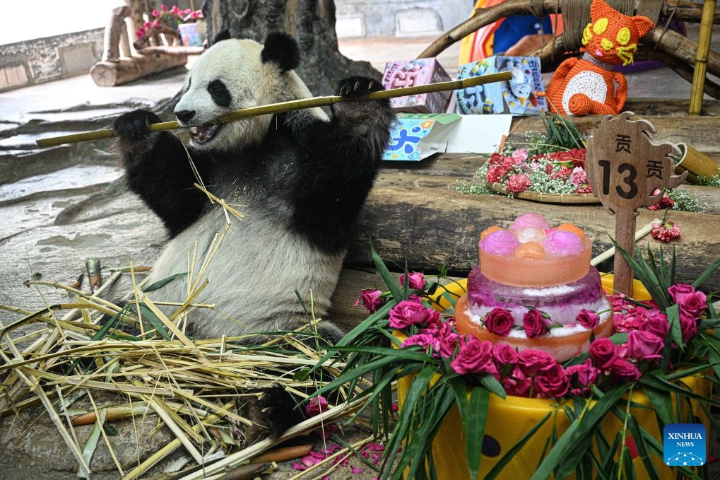Giant panda Gong Gong enjoys food at Hainan Tropical Wildlife Park and Botanical Garden in Haikou, south China's Hainan Province, Aug. 15, 2026. Hainan Tropical Wildlife Park and Botanical Garden held a 13th birthday celebration for giant panda brothers Gong Gong and Shun Shun on Saturday. They were born in 2013 at the Bifengxia panda base in Ya'an, southwest China's Sichuan Province, and were transferred here in 2018. (Photo: Xinhua)