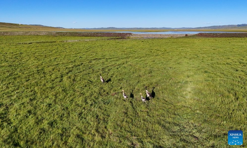 An aerial drone photo taken on Aug. 13, 2026 shows black-necked cranes in Hongyuan County of Aba Tibetan-Qiang Autonomous Prefecture, southwest China's Sichuan Province. The Zoige Wetland is mostly located in Aba Tibetan-Qiang Autonomous Prefecture in southwest China's Sichuan Province. It is an important water source conservation area in the upper reaches of the Yellow River. In recent years, local authorities have carried out ecological restoration projects, including riverbank protection along the Yellow River, restoration of mining areas, grassland desertification control and wetland restoration. So far, a total area of 232,500 hectares has been restored. (Photo: Xinhua)