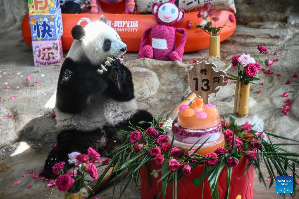 Giant panda Shun Shun enjoys food at Hainan Tropical Wildlife Park and Botanical Garden in Haikou, south China's Hainan Province, Aug. 15, 2026. Hainan Tropical Wildlife Park and Botanical Garden held a 13th birthday celebration for giant panda brothers Gong Gong and Shun Shun on Saturday. They were born in 2013 at the Bifengxia panda base in Ya'an, southwest China's Sichuan Province, and were transferred here in 2018. (Photo: Xinhua)