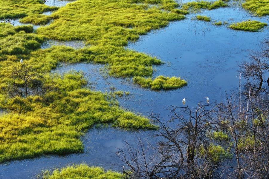 An aerial drone photo taken on Aug. 11, 2026 shows egrets in a wetland of Honghe National Nature Reserve in northeast China's Heilongjiang Province. (Photo: Xinhua)