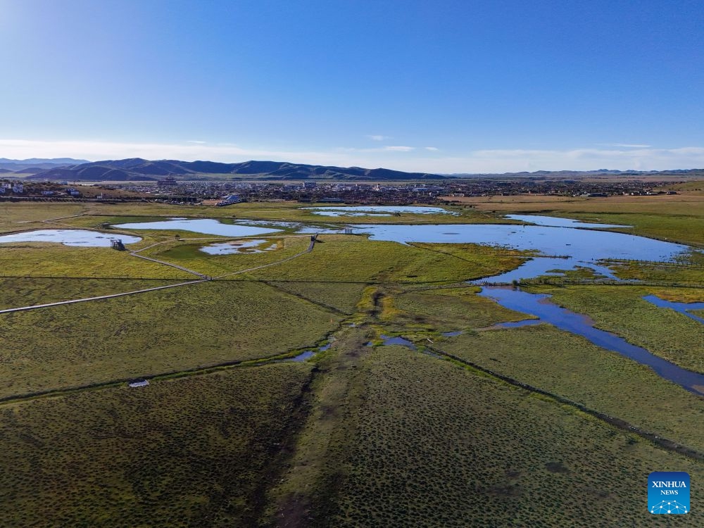 An aerial drone photo taken on Aug. 13, 2026 shows a view of a wetland in Hongyuan County in Aba Tibetan-Qiang Autonomous Prefecture, southwest China's Sichuan Province. The Zoige Wetland is mostly located in Aba Tibetan-Qiang Autonomous Prefecture in southwest China's Sichuan Province. It is an important water source conservation area in the upper reaches of the Yellow River. In recent years, local authorities have carried out ecological restoration projects, including riverbank protection along the Yellow River, restoration of mining areas, grassland desertification control and wetland restoration. So far, a total area of 232,500 hectares has been restored. (Photo: Xinhua)