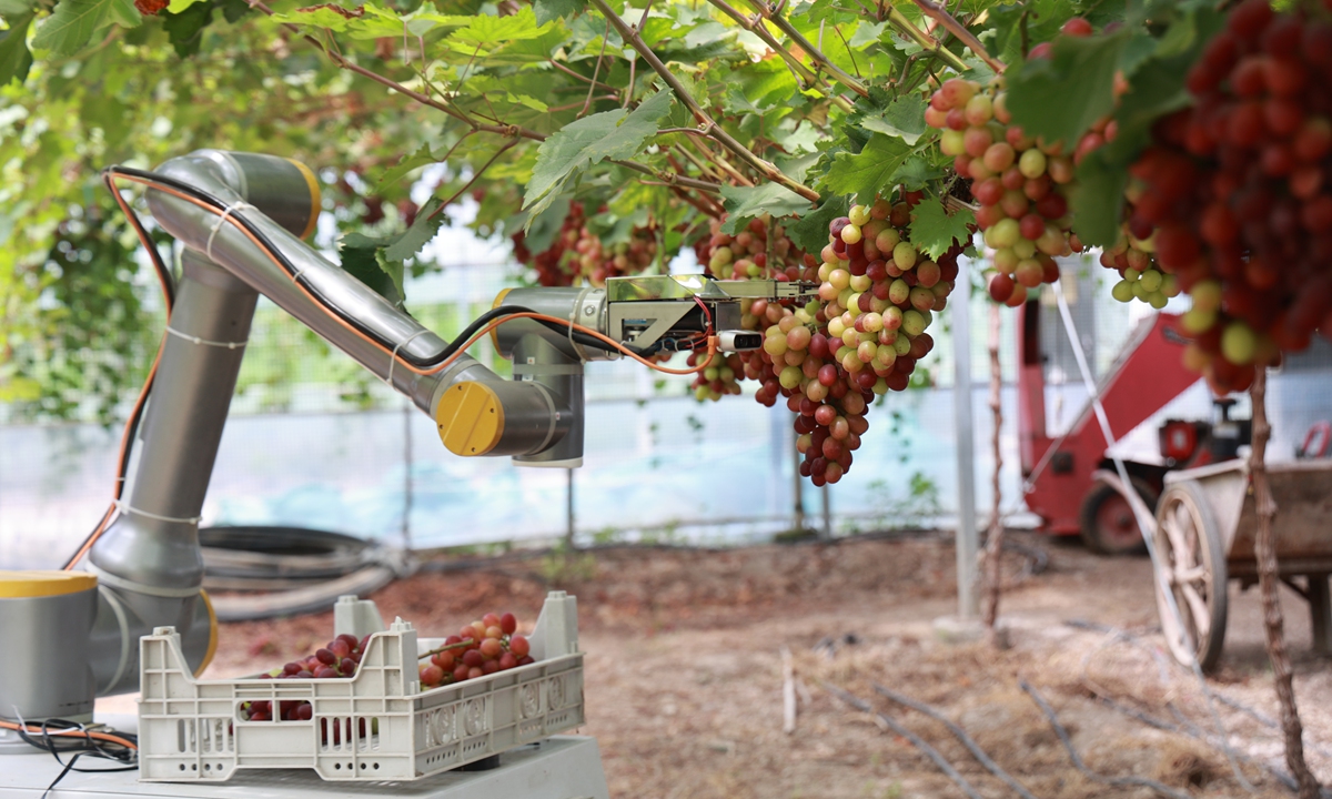 An intelligent grape-picking robot equipped with a high-definition AI vision system moves through a vineyard, harvesting grapes for local farmers in a village in Jinhua, East China's Zhejiang Province, on July 22, 2026.