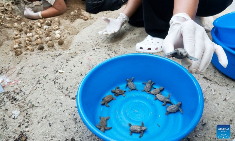 Staff members take sea turtles out of a nest on Small Sister's Island in Singapore, Aug. 14, 2026. Singapore's National Parks Board (NParks) launched a sea turtle conservation program in 2016 and has since implemented a range of conservation measures. (Xinhua/Then Chih Wey)