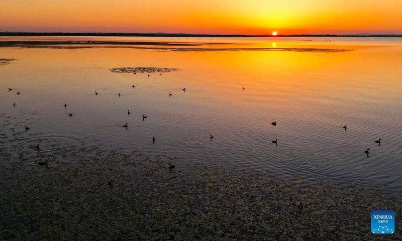 An aerial drone photo taken on Aug. 10, 2026 shows great crested grebes foraging in a wetland in Hulin City of northeast China's Heilongjiang Province. In recent years, the number of migratory birds to Heilongjiang Province has rebounded thanks to sustained ecological efforts. Photo: Xinhua
