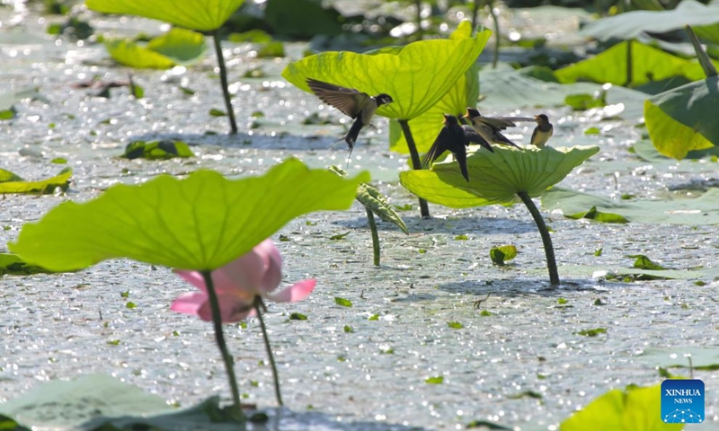 A swallow feeds its babies in a wetland in Qiqihar, northeast China's Heilongjiang Province, Aug. 5, 2026. In recent years, the number of migratory birds to Heilongjiang Province has rebounded thanks to sustained ecological efforts. Photo: Xinhua
