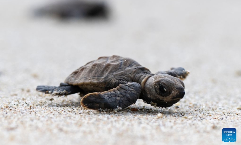 A sea turtle crawls toward the sea after being released on Small Sister's Island in Singapore, Aug. 14, 2026. Singapore's National Parks Board (NParks) launched a sea turtle conservation program in 2016 and has since implemented a range of conservation measures. (Xinhua/Then Chih Wey)