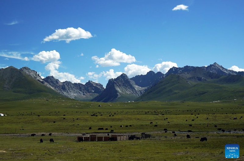 This photo taken on Aug. 13, 2026 shows a view of the Nianbaoyuze national geology park within the Sanjiangyuan national nature reserve in Jiuzhi County, Golog Tibetan Autonomous Prefecture, northwest China's Qinghai Province. (Photo by Liang Zhiqiang/Xinhua)