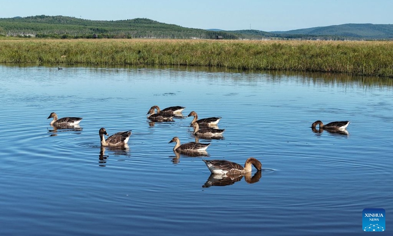 A drone photo taken on Aug. 14, 2026 shows bean geese foraging in the wetland of a national nature reserve in northeast China's Heilongjiang Province. In recent years, the number of migratory birds to Heilongjiang Province has rebounded thanks to sustained ecological efforts. Photo: Xinhua