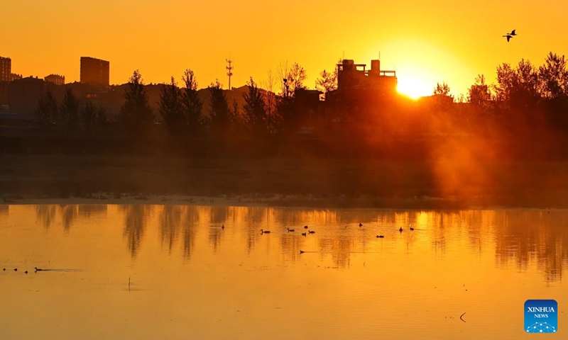 Water birds forage in a wetland in Baiquan County in northeast China's Heilongjiang Province, Aug. 14, 2026. In recent years, the number of migratory birds to Heilongjiang Province has rebounded thanks to sustained ecological efforts. Photo: Xinhua