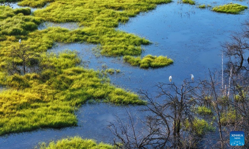 An aerial drone photo taken on Aug. 11, 2026 shows egrets in a wetland of Honghe National Nature Reserve in northeast China's Heilongjiang Province. In recent years, the number of migratory birds to Heilongjiang Province has rebounded thanks to sustained ecological efforts. Photo: Xinhua
