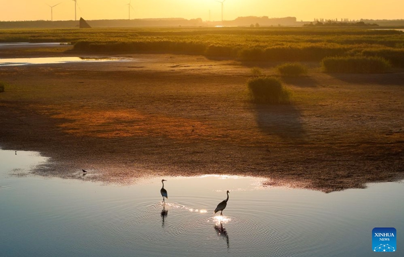 A drone photo taken on Aug. 12, 2026 shows water birds at Fujin National Wetland Park in Jiamusi, northeast China's Heilongjiang Province. In recent years, the number of migratory birds to Heilongjiang Province has rebounded thanks to sustained ecological efforts. Photo: Xinhua