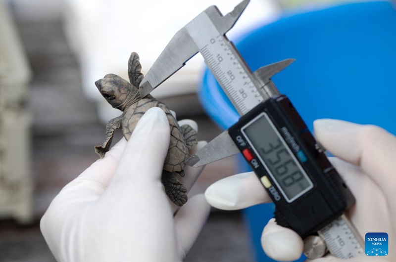 A staff member measures a sea turtle before releasing it on Small Sister's Island in Singapore, Aug. 14, 2026. Singapore's National Parks Board (NParks) launched a sea turtle conservation program in 2016 and has since implemented a range of conservation measures. (Xinhua/Then Chih Wey)