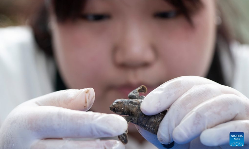 A staff member measures a sea turtle before releasing it on Small Sister's Island in Singapore, Aug. 14, 2026. Singapore's National Parks Board (NParks) launched a sea turtle conservation program in 2016 and has since implemented a range of conservation measures. (Xinhua/Then Chih Wey)
