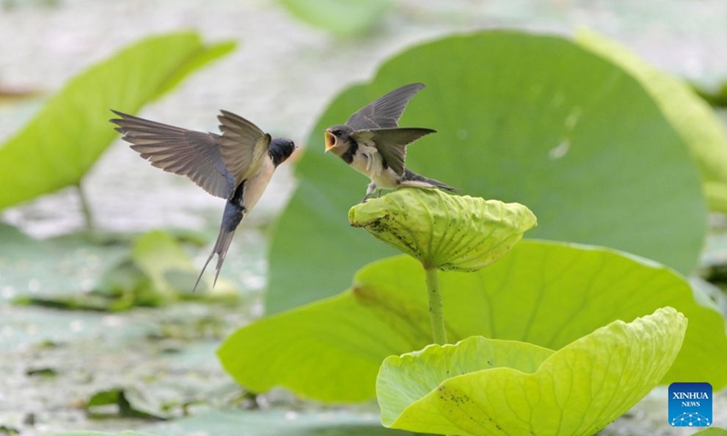 A swallow feeds its baby in a wetland in Qiqihar, northeast China's Heilongjiang Province, Aug. 2, 2026. In recent years, the number of migratory birds to Heilongjiang Province has rebounded thanks to sustained ecological efforts. Photo: Xinhua