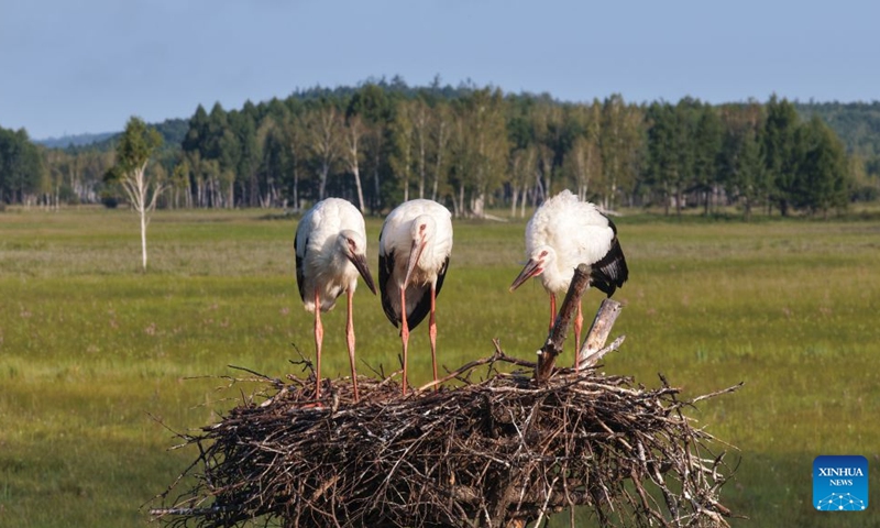 A drone photo taken on Aug. 5, 2026 shows oriental storks at Nanwenghe National Nature Reserve in northeast China's Heilongjiang Province. In recent years, the number of migratory birds to Heilongjiang Province has rebounded thanks to sustained ecological efforts. Photo: Xinhua