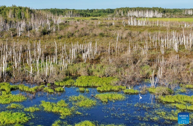 An aerial drone photo taken on Aug. 11, 2026 shows egrets foraging in a wetland of Honghe National Nature Reserve in northeast China's Heilongjiang Province. In recent years, the number of migratory birds to Heilongjiang Province has rebounded thanks to sustained ecological efforts. Photo: Xinhua