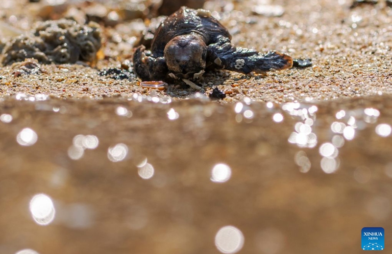 A sea turtle crawls toward the sea after being released on Small Sister's Island in Singapore, Aug. 14, 2026. Singapore's National Parks Board (NParks) launched a sea turtle conservation program in 2016 and has since implemented a range of conservation measures. (Xinhua/Then Chih Wey)