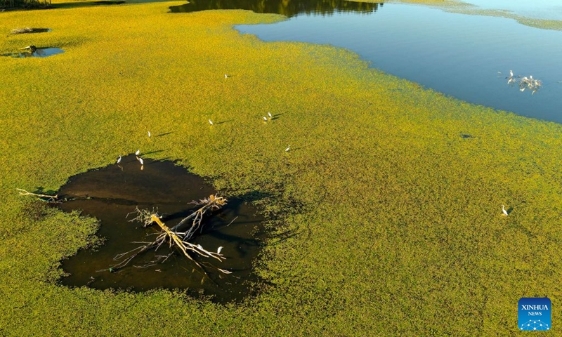 An aerial drone photo taken on Aug. 10, 2026 shows egrets foraging in a wetland in Hulin City of northeast China's Heilongjiang Province. In recent years, the number of migratory birds to Heilongjiang Province has rebounded thanks to sustained ecological efforts. Photo: Xinhua