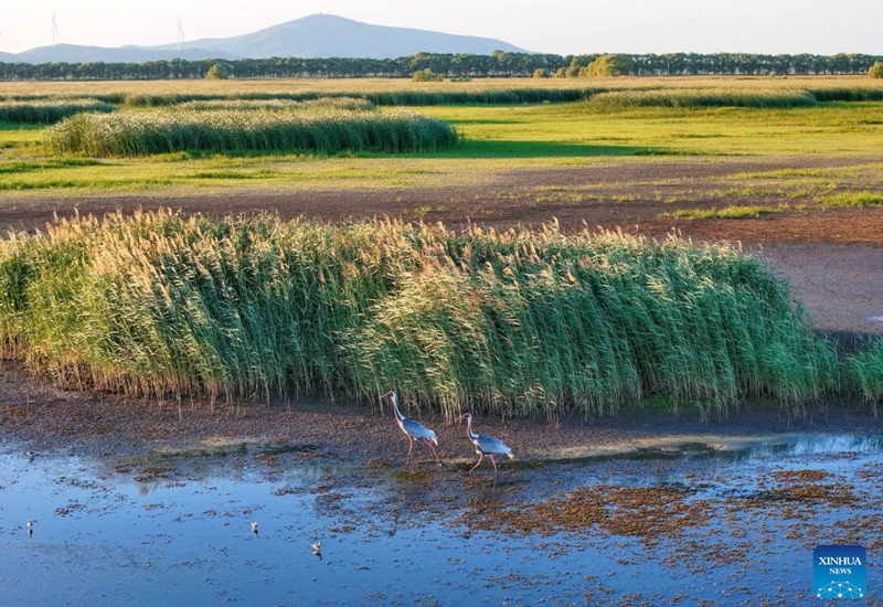A drone photo taken on Aug. 11, 2026 shows white-naped cranes at Fujin National Wetland Park in Jiamusi, northeast China's Heilongjiang Province. In recent years, the number of migratory birds to Heilongjiang Province has rebounded thanks to sustained ecological efforts. Photo: Xinhua