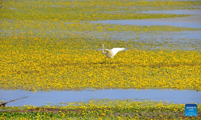 A drone photo taken on Aug. 11, 2026 shows an egret foraging in a wetland in Hulin City of northeast China's Heilongjiang Province. In recent years, the number of migratory birds to Heilongjiang Province has rebounded thanks to sustained ecological efforts. Photo: Xinhua