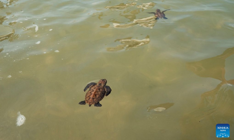 Sea turtles swim toward the sea after being released on Small Sister's Island in Singapore, Aug. 14, 2026. Singapore's National Parks Board (NParks) launched a sea turtle conservation program in 2016 and has since implemented a range of conservation measures. (Xinhua/Then Chih Wey)