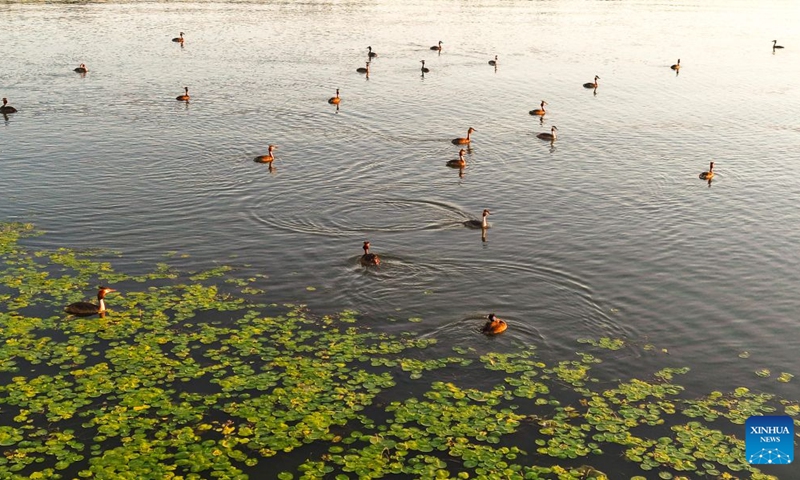 A drone photo taken on Aug. 10, 2026 shows great crested grebes foraging in a wetland in Hulin City of northeast China's Heilongjiang Province. In recent years, the number of migratory birds to Heilongjiang Province has rebounded thanks to sustained ecological efforts. Photo: Xinhua
