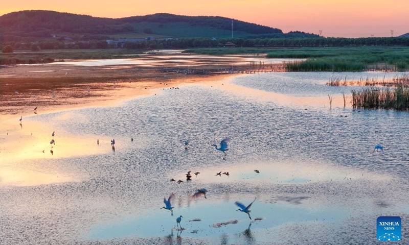 A drone photo taken on Aug. 11, 2026 shows water birds at Fujin National Wetland Park in Jiamusi, northeast China's Heilongjiang Province. In recent years, the number of migratory birds to Heilongjiang Province has rebounded thanks to sustained ecological efforts. Photo: Xinhua