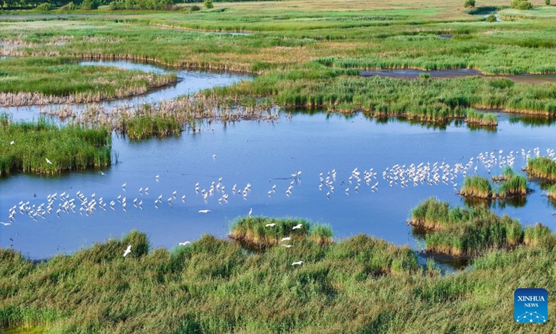 A drone photo taken on Aug. 9, 2026 shows water birds at Fujin National Wetland Park in Jiamusi, northeast China's Heilongjiang Province. In recent years, the number of migratory birds to Heilongjiang Province has rebounded thanks to sustained ecological efforts. Photo: Xinhua