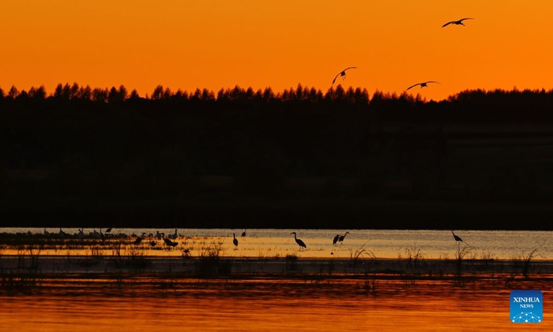 Water birds forage in a wetland in Baiquan County in northeast China's Heilongjiang Province, Aug. 13, 2026. In recent years, the number of migratory birds to Heilongjiang Province has rebounded thanks to sustained ecological efforts. Photo: Xinhua